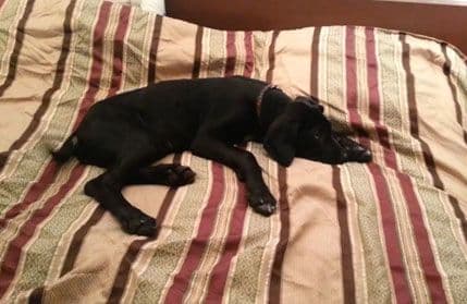 Doga koja voli da ljenčari Doga koja voli da ljenčari