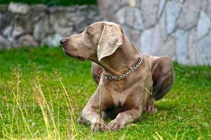 Rase koje uživaju u ljetu Rase koje uživaju u ljetu