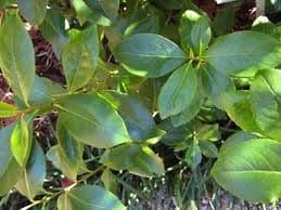 Najveća zapljena kata u Eurotunelu Najveća zapljena kata u Eurotunelu