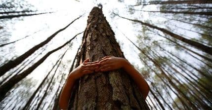 Kako se voli drvo Kako se voli drvo