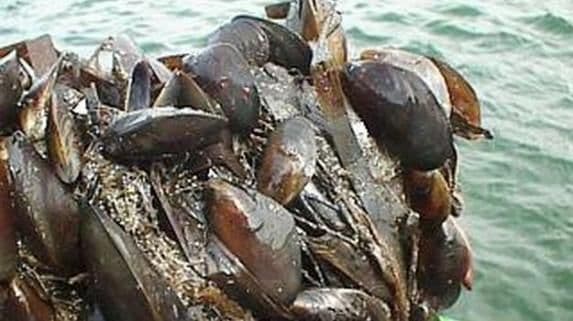 Ministarstvo poljoprivrede: Crna Gora će unaprijediti sistem bezbjednosti školjki Ministarstvo poljoprivrede: Crna Gora će unaprijediti sistem bezbjednosti školjki