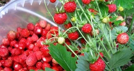 Šumske jagode dobre kao lijek Šumske jagode dobre kao lijek