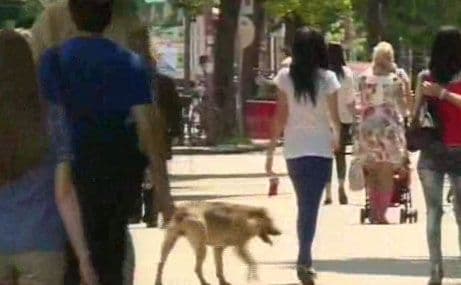 Nikšić: Azil do kraja godine Nikšić: Azil do kraja godine