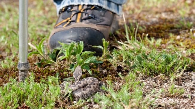 Najezda zmija u Bijelom Polju Najezda zmija u Bijelom Polju