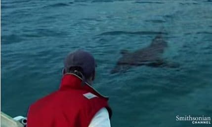 VIDEO: Što je pojelo bijelu ajkulu dugu tri metra? VIDEO: Što je pojelo bijelu ajkulu dugu tri metra?