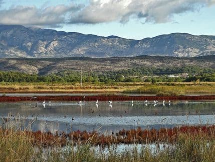 Ulcinjska solana, mjesto gdje ćete zavoljeti ptice Ulcinjska solana, mjesto gdje ćete zavoljeti ptice