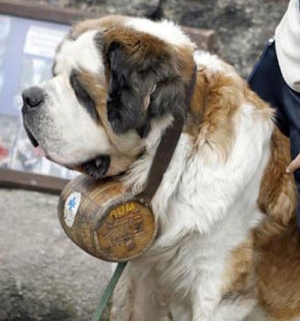 Da li bi vas bernardinac spasio u Alpima? Da li bi vas bernardinac spasio u Alpima?