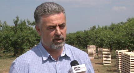 BRNOVIĆ: Prinosi breskve pet do deset posto iznad plana (VIDEO) BRNOVIĆ: Prinosi breskve pet do deset posto iznad plana (VIDEO)