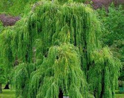 Prirodne zamjene za aspirin i ibuprofen Prirodne zamjene za aspirin i ibuprofen