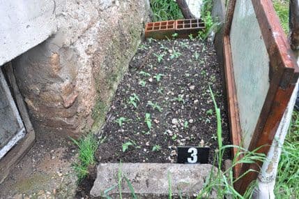 Oduzeto 50 stabljika kanabisa i oko 13 gr spida Oduzeto 50 stabljika kanabisa i oko 13 gr spida