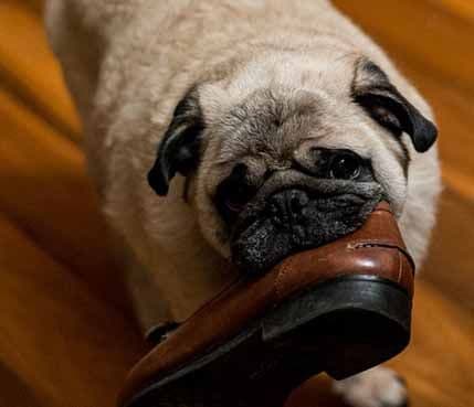 Zašto psi kradu hranu i stvari? Zašto psi kradu hranu i stvari?