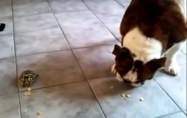 Neobični prijatelji: Buldog i kornjača dijele ručak (VIDEO) Neobični prijatelji: Buldog i kornjača dijele ručak (VIDEO)