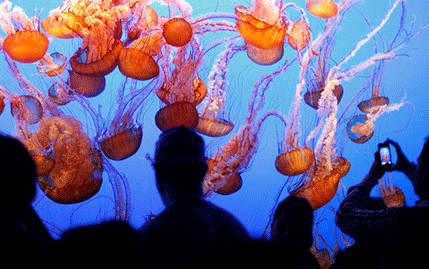 Naučnike brine sve veći broj meduza Naučnike brine sve veći broj meduza