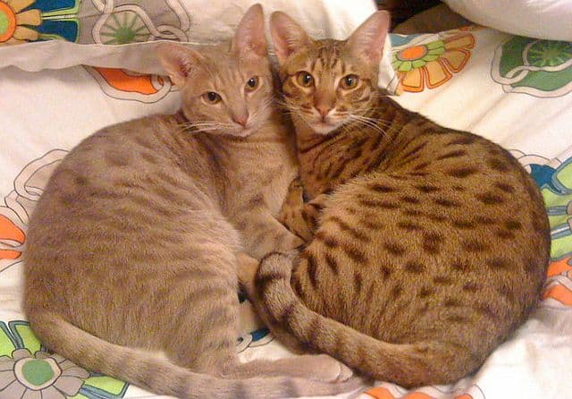 Abesinska mačka: Elegantna i aktivna ljepotica Abesinska mačka: Elegantna i aktivna ljepotica