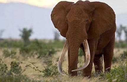 Ubijen veličanstveni Satao Ubijen veličanstveni Satao