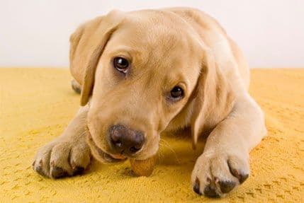 Pas želi da zaradi svoju poslasticu Pas želi da zaradi svoju poslasticu