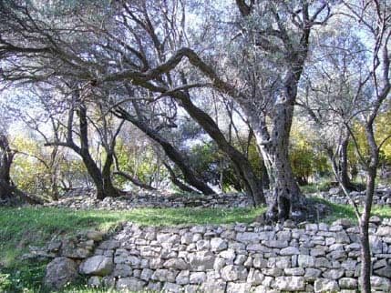 Maslinari ne očekuju dobar rod, kiše bilo previše Maslinari ne očekuju dobar rod, kiše bilo previše