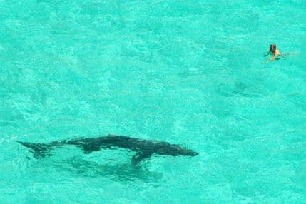 VIDEO: Ljudi plivali uz ajkulu VIDEO: Ljudi plivali uz ajkulu