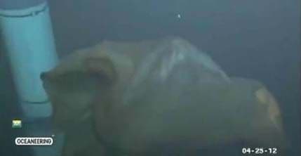 VIDEO: Naučnici identifikovali misteriozno morsko čudovište VIDEO: Naučnici identifikovali misteriozno morsko čudovište