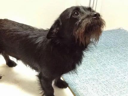 Udomite Šumija Udomite Šumija