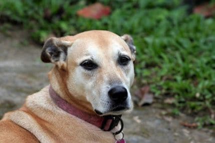 Njujork uvodi zabranu tetoviranja ljubimaca? Njujork uvodi zabranu tetoviranja ljubimaca?