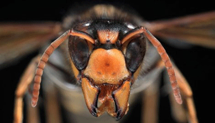 Azijski stršljen, ubica pčela, pojavio se u Sloveniji Azijski stršljen, ubica pčela, pojavio se u Sloveniji
