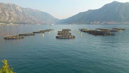 Uzgoj školjki i ribe nedovoljno razvijen, otvoreno more pruža velike mogućnosti Uzgoj školjki i ribe nedovoljno razvijen, otvoreno more pruža velike mogućnosti