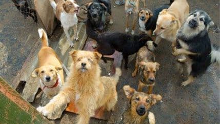 Rumunija ukida ubijanje napuštenih pasa? Rumunija ukida ubijanje napuštenih pasa?