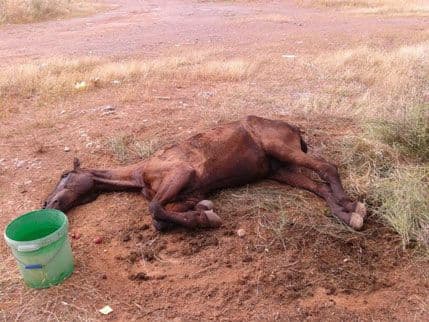 Britomartis: Čija su odgovornost napušteni i povrijeđeni konji? (VIDEO) Britomartis: Čija su odgovornost napušteni i povrijeđeni konji? (VIDEO)