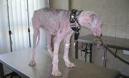 Bar: Oslobođen optužbe za smrt četiri psa nakon uplate 200 eura za CK Bar: Oslobođen optužbe za smrt četiri psa nakon uplate 200 eura za CK