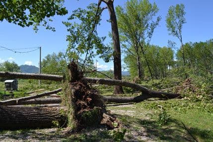 EPCG: Uništene nikšćike topole EPCG: Uništene nikšćike topole
