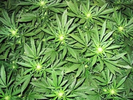 Sicilija: Rekordna zapljena kanabisa Sicilija: Rekordna zapljena kanabisa