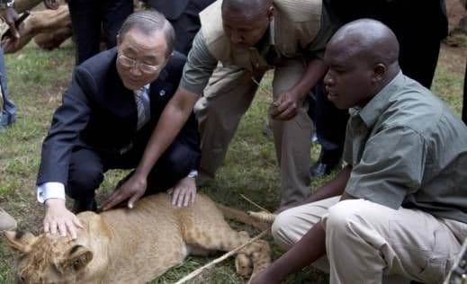 Ban ki Mun usvojio mladunče lava Ban ki Mun usvojio mladunče lava