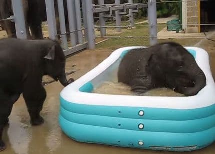 I oni uživaju u bazenčiću i prskanju I oni uživaju u bazenčiću i prskanju