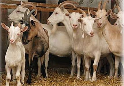 Kozji sir i jogurt iz Podbožura kod Nikšića Kozji sir i jogurt iz Podbožura kod Nikšića