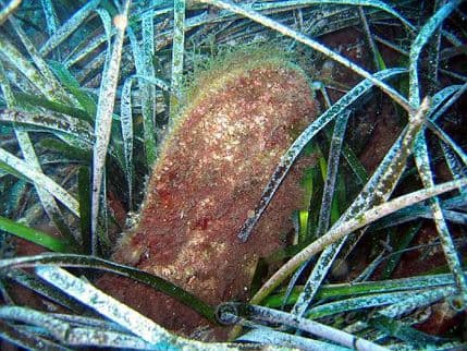 Rijetka školjka, koja može narasti do jednog metra, uzgajaće se u Bokokotorskom zalivu Rijetka školjka, koja može narasti do jednog metra, uzgajaće se u Bokokotorskom zalivu