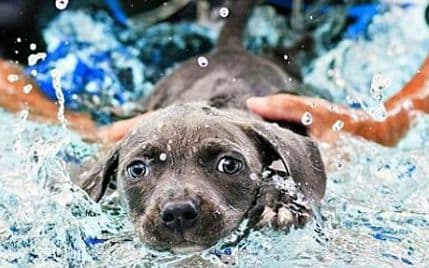 Kako da naučite psa da se ne boji vode? Kako da naučite psa da se ne boji vode?