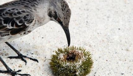 Kako kukavica podmeće svoje jaje Kako kukavica podmeće svoje jaje