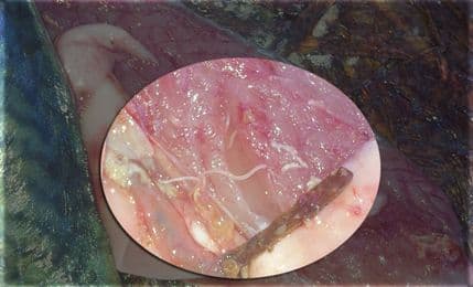 BAR: Kolonije crva u lokardama BAR: Kolonije crva u lokardama