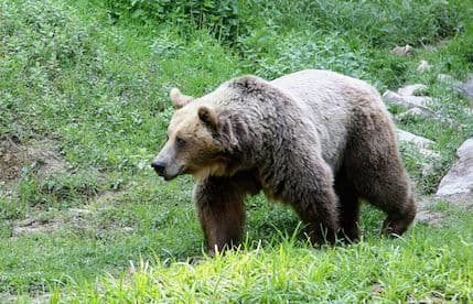 Medvjedi šetaju selom Medvjedi šetaju selom