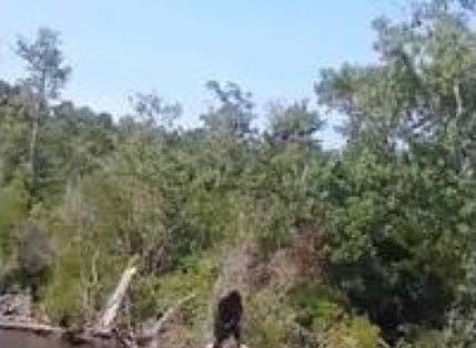 Amerikanac tvrdi: Snimio sam mitsko čudovište (VIDEO) Amerikanac tvrdi: Snimio sam mitsko čudovište (VIDEO)