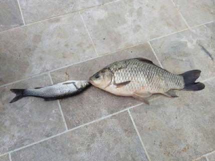 Green Home: Nove vrste uništile ribu u Pivskom jezeru Green Home: Nove vrste uništile ribu u Pivskom jezeru