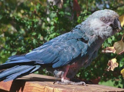 Uginuo papagaj koji je bio inspiracija za crtani film "Rio" Uginuo papagaj koji je bio inspiracija za crtani film "Rio"