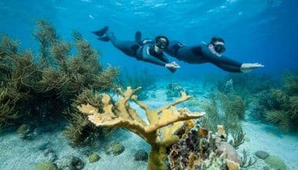 Izumiru karipski koralni grebeni Izumiru karipski koralni grebeni