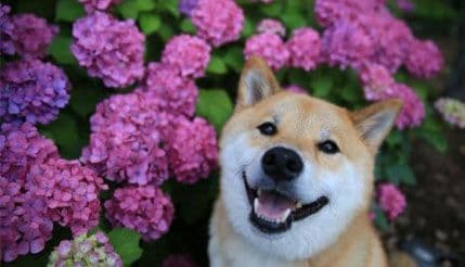 Najpopularniji pas na internetu ne prestaje da se smije Najpopularniji pas na internetu ne prestaje da se smije