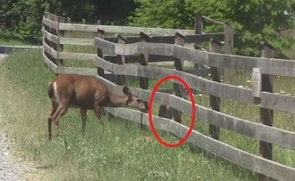 VIDEO: Srna pomaže lanetu da "savlada" ogradu VIDEO: Srna pomaže lanetu da "savlada" ogradu