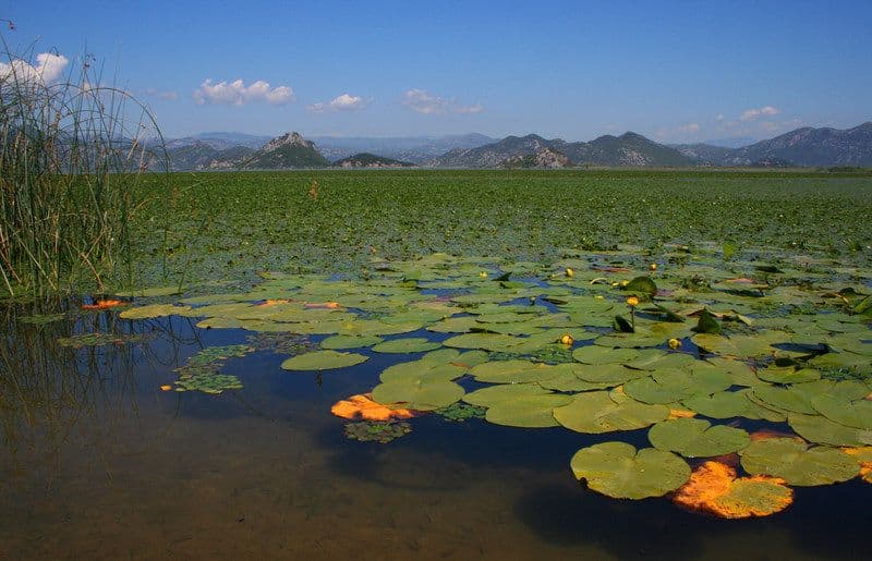 NP Skadarsko jezero u susret turističkoj sezoni: Idealni uslovi za odmor u prirodi NP Skadarsko jezero u susret turističkoj sezoni: Idealni uslovi za odmor u prirodi