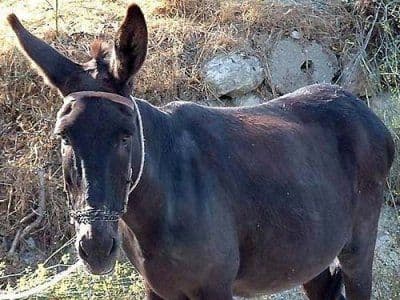 Broj domaćih životinja smanjen 0,7 odsto Broj domaćih životinja smanjen 0,7 odsto