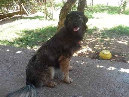 Udomite Trampa Udomite Trampa