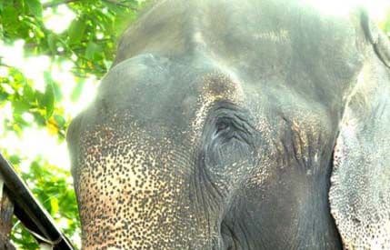 Zaplakao slon koji je oslobođen nakon 50 godina zlostavljanja Zaplakao slon koji je oslobođen nakon 50 godina zlostavljanja